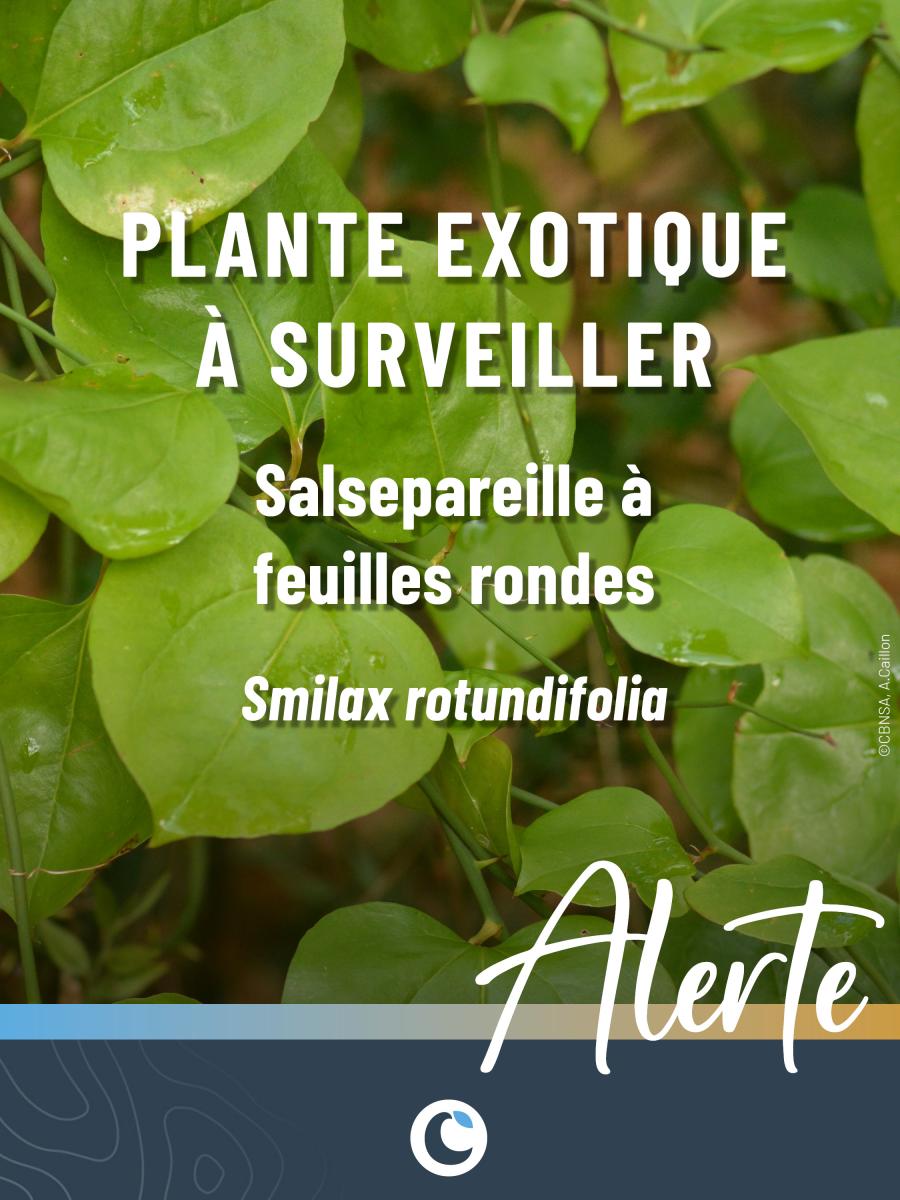 Salsepareille à feuilles rondes (Smilax rotundifolia), nouvelle plante exotique en Nouvelle-Aquitaine