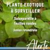 Alerte plante exotique_Smilax rotundifolia_OBV.jpg