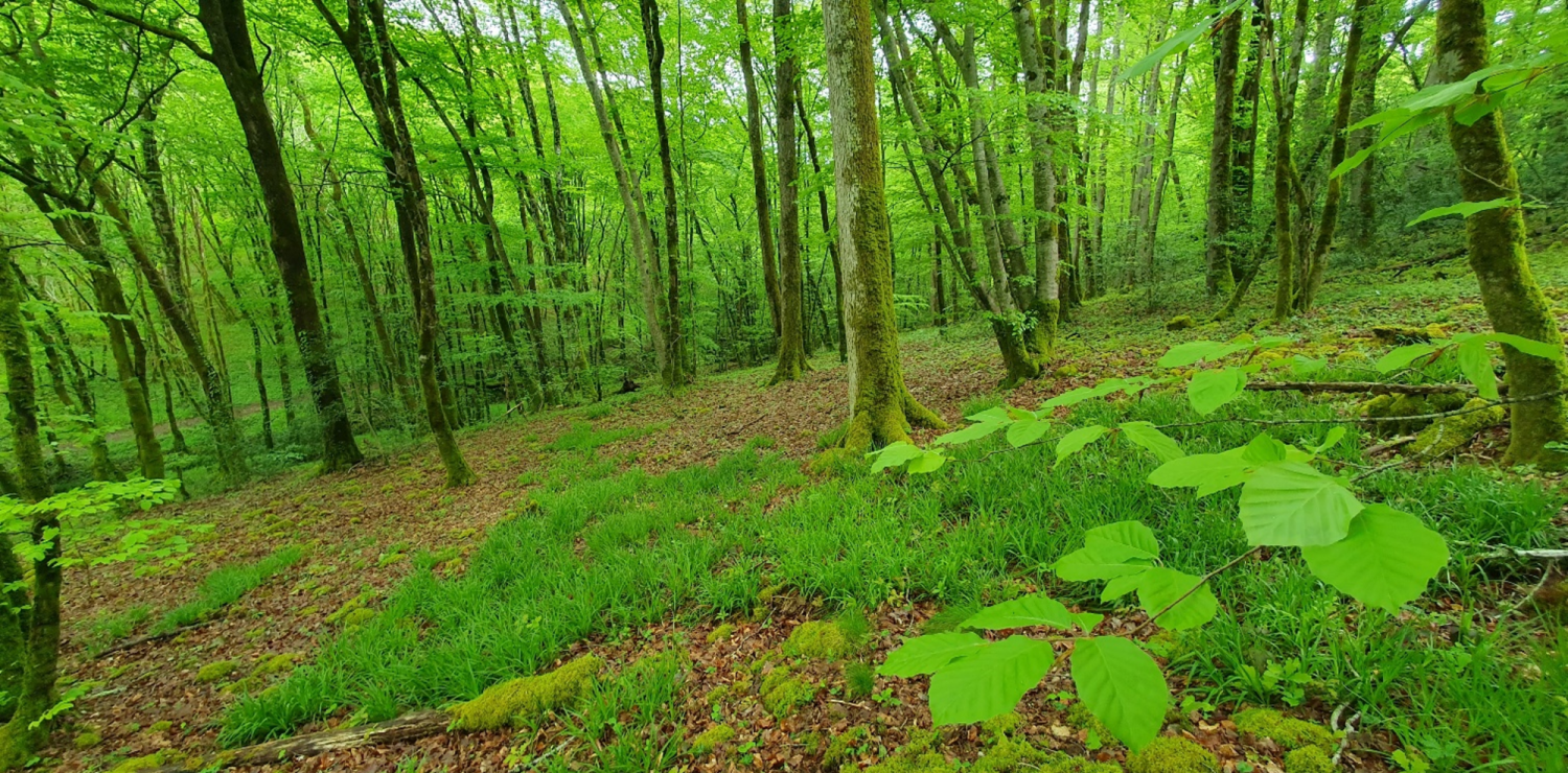 For&ecirc;t de la Faye