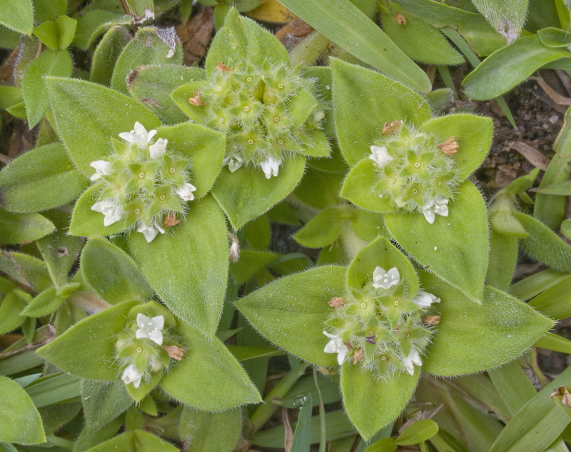 Découverte de Richardia humistrata (Rubiaceae) dans les Landes