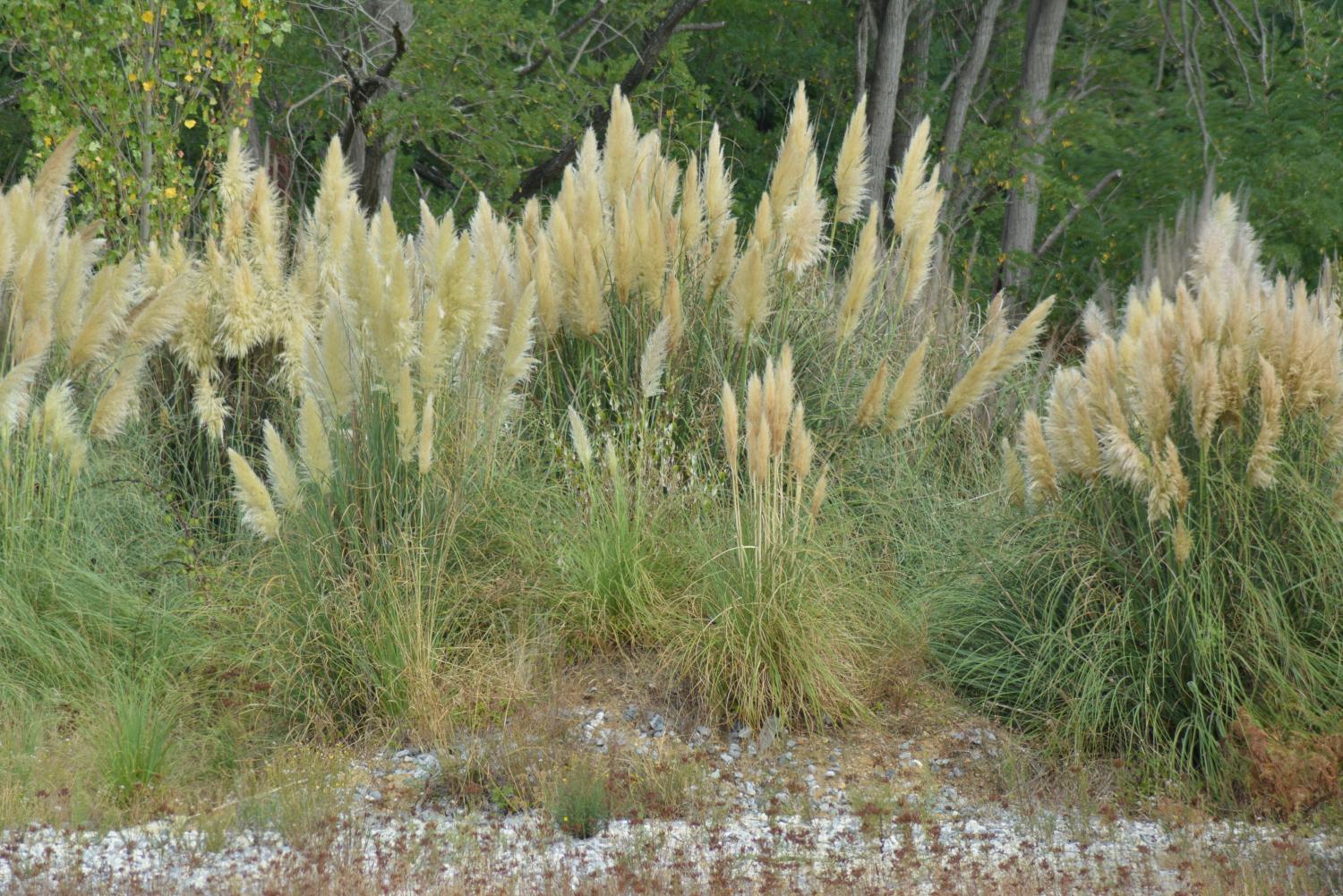 Webinaire : solutions et outils pour faire face à l’herbe de la pampa