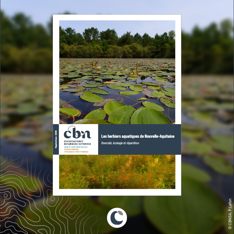 Vignette web_rapport Herbiers aquatiques_01.jpg