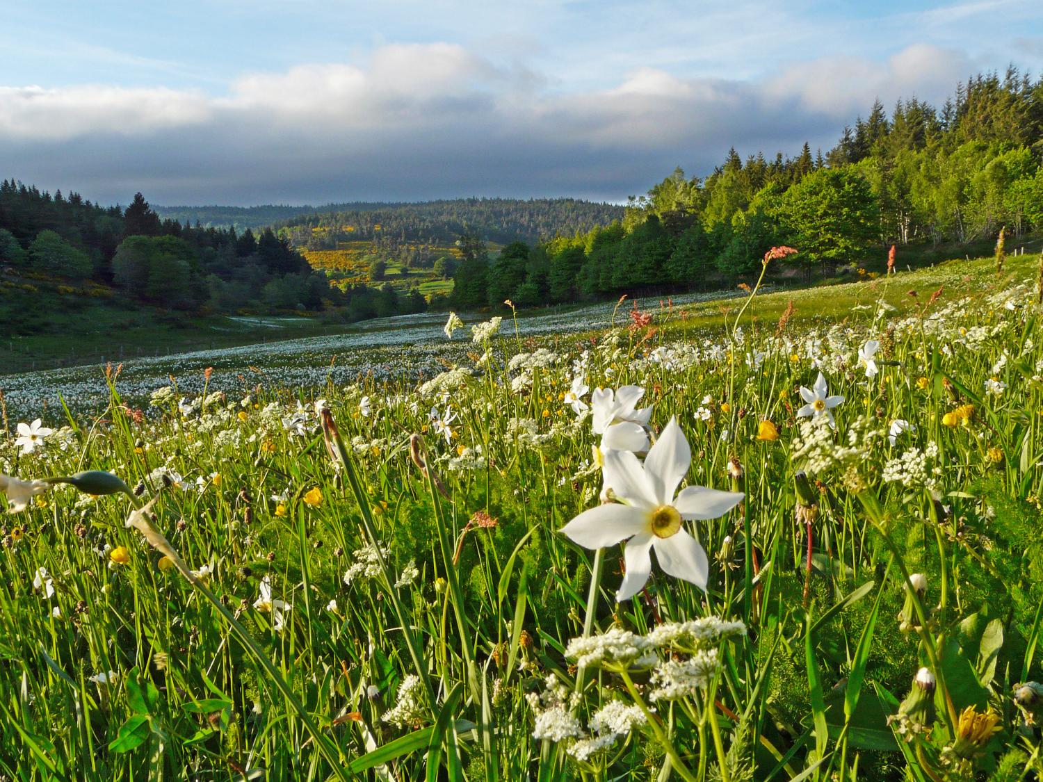 50 rendez-vous pour découvrir la flore, les lichens et champignons du Massif central